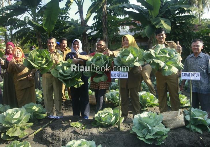 Sukses Budidayakan Kol Kubis di Dataran Rendah, Syamsuar: Yang Penting Ada Kemauan