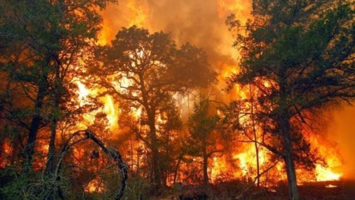 Tercatat Ada 20.788 Titik Api di Indonesia, di Riau Seribu Hektare Lahan Terbakar