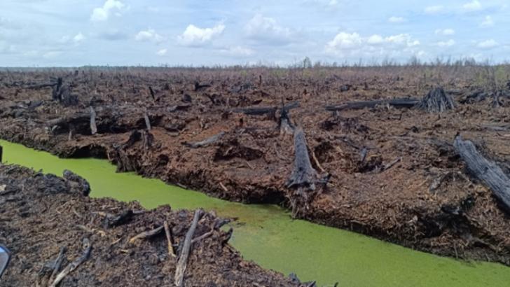 BPGMN: Dejavu Badan Gambut dan Mangrove, Mampukah Menyentuh Akar Persoalan?