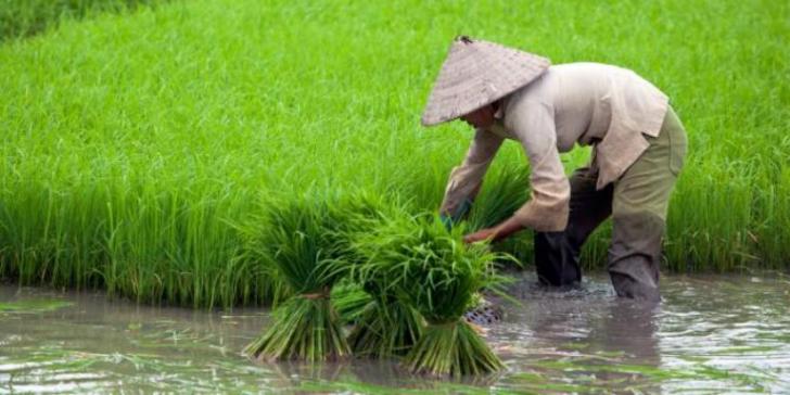 Sektor Pertanian Dapat Asuransi, Jika Gagal Panen akan Diberi Uang Rp6 Juta per Hektare