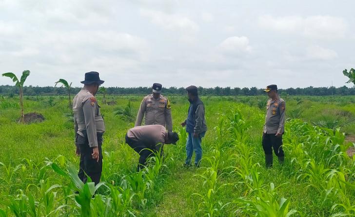 Polsek Kandis Perkuat Pendampingan Petani, Pastikan Tanaman Jagung Tumbuh Optimal Dukung Swasembada Pangan Nasional