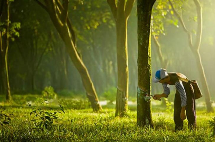 Petani Karet di Kampar Punya Penghasilan Rp1 Juta Seminggu