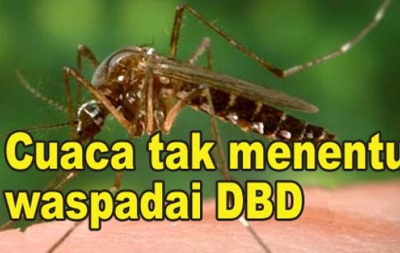 Pasien DBD Meningkat 21 Kasus
