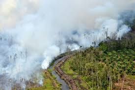 Di Inhu Kebakaran Lahan Akibat Perambahan Hutan