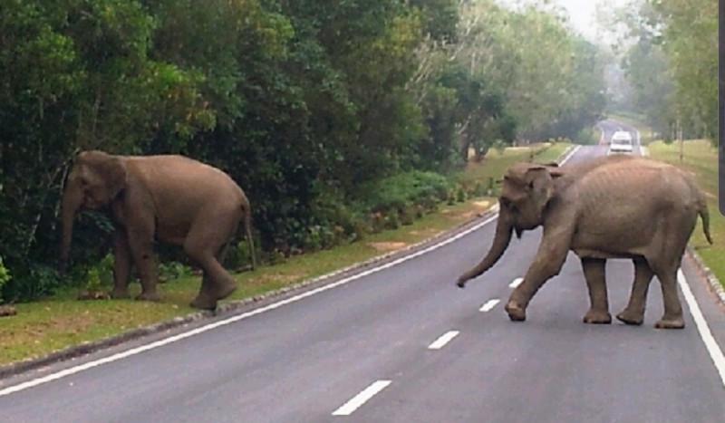 Di Riau Ada Gajah Liar Berusia 60 Tahun, Namanya Codet