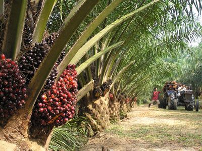 Di Rohul Harga Kerupuk Lebih Mahal Dibandingkan Sawit