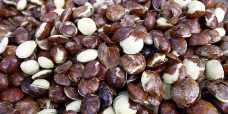 Di Subang, Jengkol Dijual Rp80 Ribu per Kilogram, Lampaui Harga Ayam
