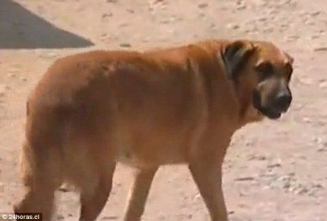 Ditelantarkan Orangtua, Bocah ini Bertahan Hidup Menyusu dengan Anjing