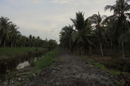 DMIJ Perbaiki Kebun Kelapa Masyarakat Desa Tekulai Bugis Inhil