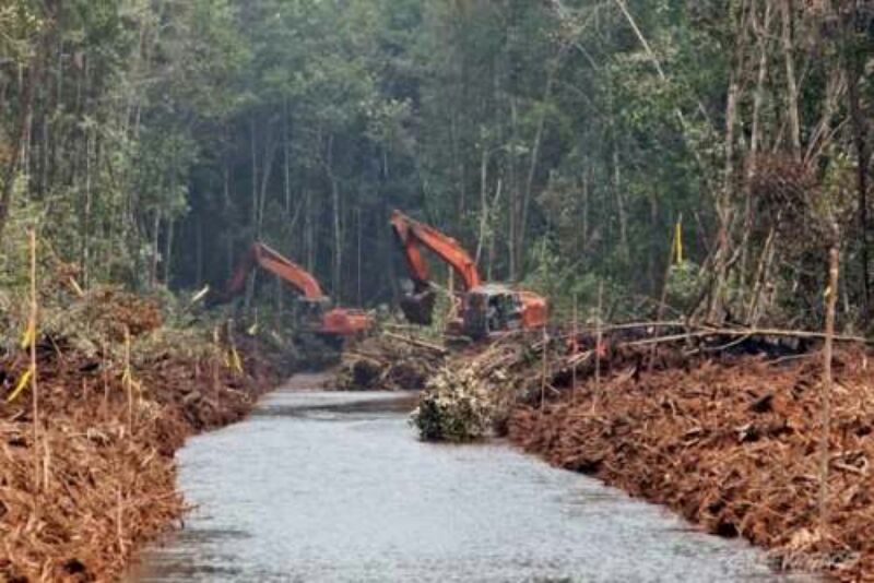 Duh, Perusahaan Garap Hutan Riau Secara Ilegal, Legislator: Pelaku Harus Didenda Rp12 Miliar