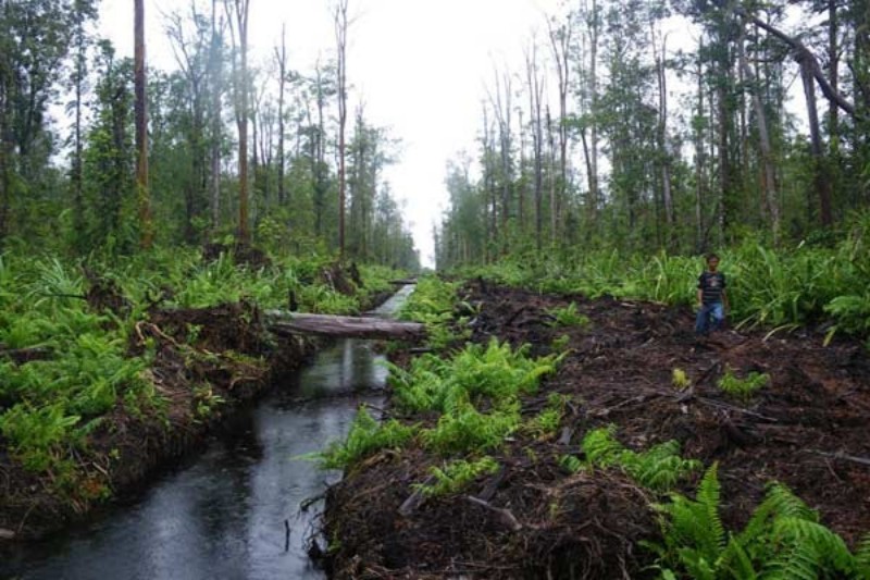 Ekosistem Gambut Riau Bakal Diperbaiki, Ini yang Dilakukan Syamsuar
