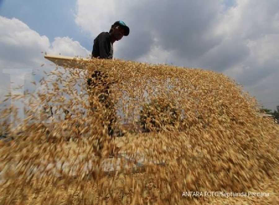 Gabah Petani Rohil Dijual ke Sumut, Ini Sebabnya