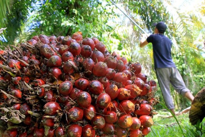 Harga Sawit Hancur Lebur, Beda Penetapan dengan Kenyataan