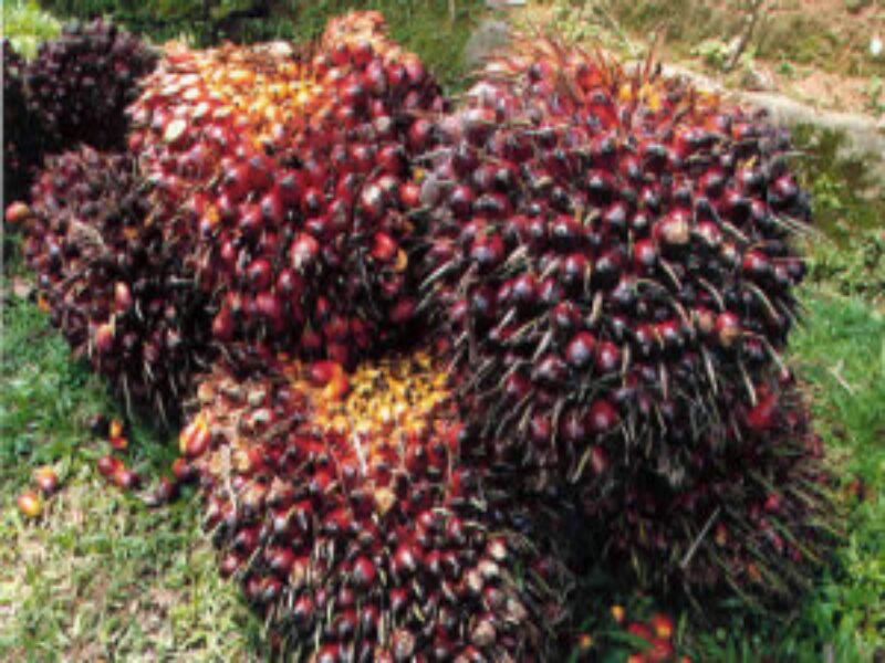 Harga TBS Anjlok, Petani Perkebun Siap-Siap Alih Profesi