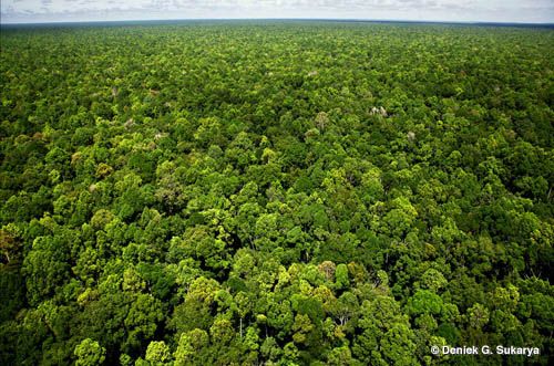 Hutan Lindung Riau Tersisa 25 Persen Saja