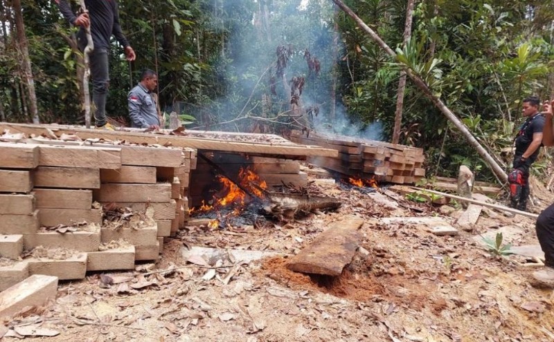 Illegal Logging Masih Marak di Kuansing, Ini Buktinya