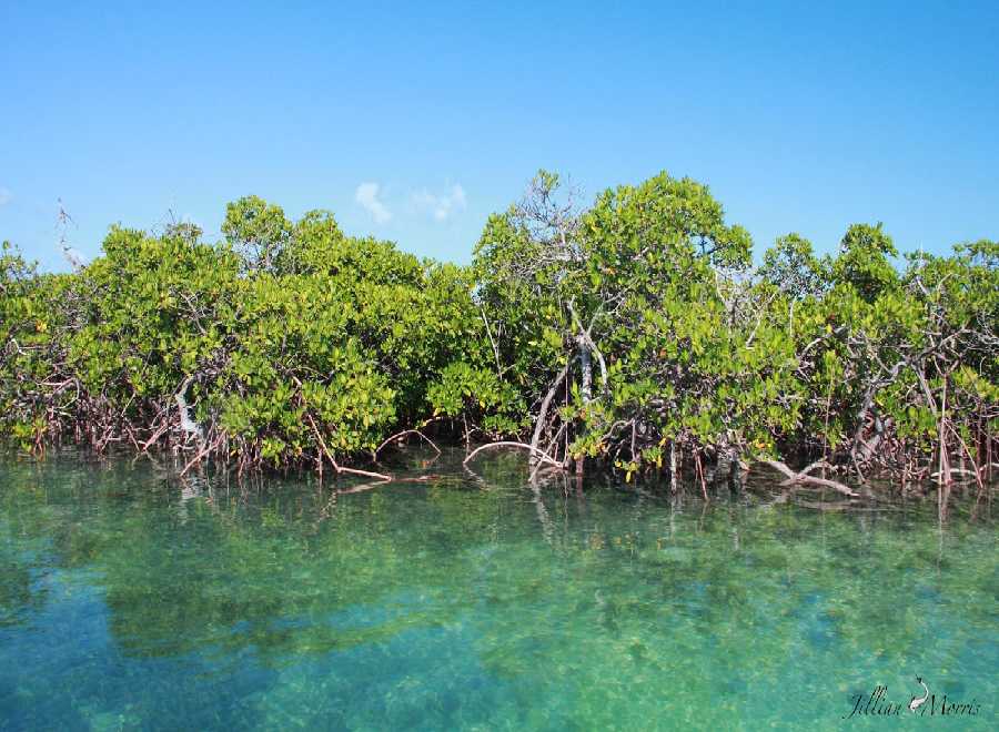 Indahnya Kawasan Mangrove di Pesisir Riau, Sayang Infrastruktur Tak Mendukung