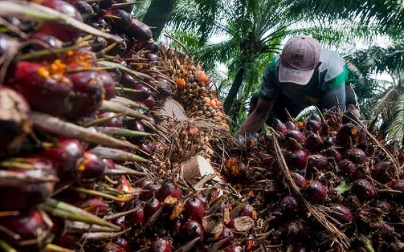 Indonesia Bisa Bangkrut Seperti Sri Langka Kalau Harga Sawit Terus Anjlok