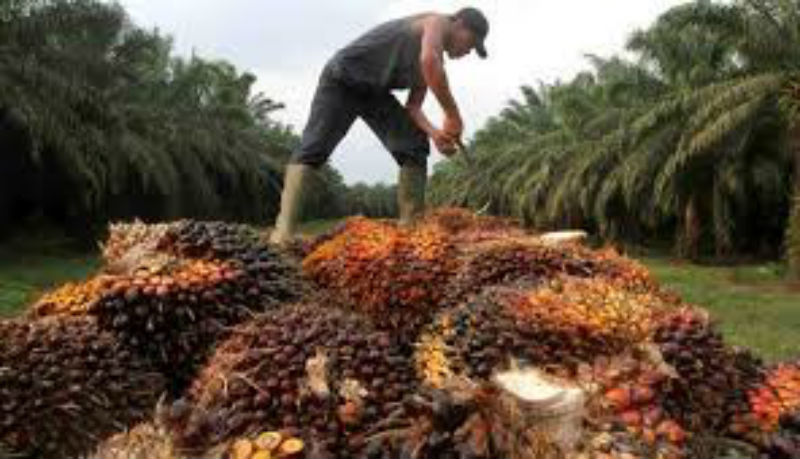 Ini Penyebab Melemahnya Harga Tandan Buah Sawit
