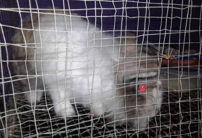Kalinci Gondrong Ini Unik, Sukanya Makan Telur