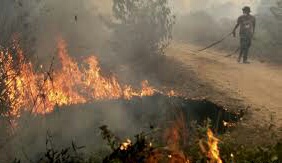 Kisah Menteri LHK tekan kebakaran hutan dari 2 juta turun 190 ribu titik panas