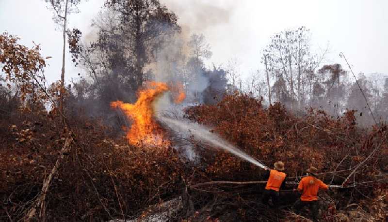 Masih Bersih-bersih Sisa Banjir, Dua Daerah di Riau Sudah Siaga Darurat Karhutla