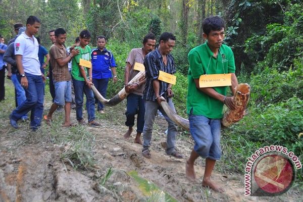 Menteri Siti Kecewa Vonis Rendah Pemburu Gajah