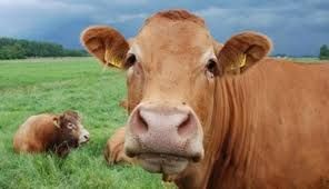 Sapi pun Ditimbun