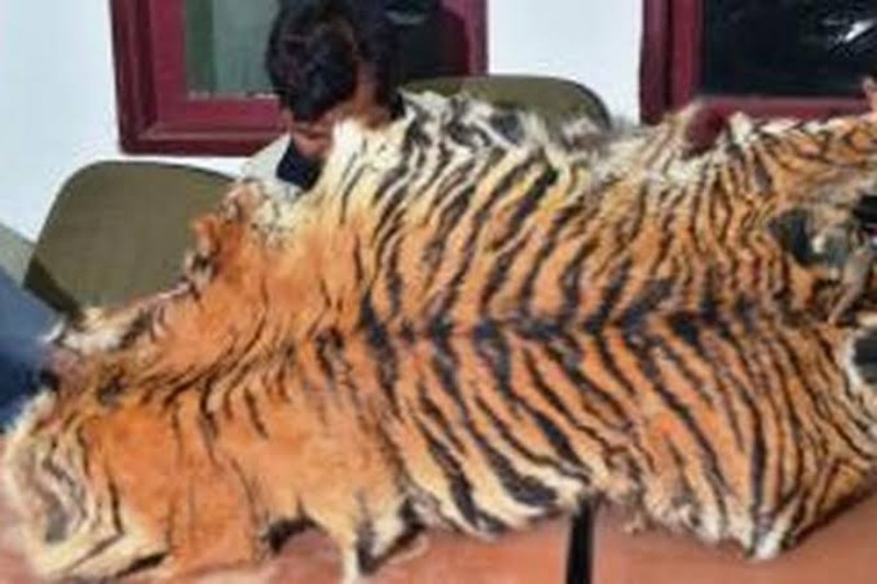 Seorang Perempuan Ditangkap, Ikut Jual Kulit Harimau