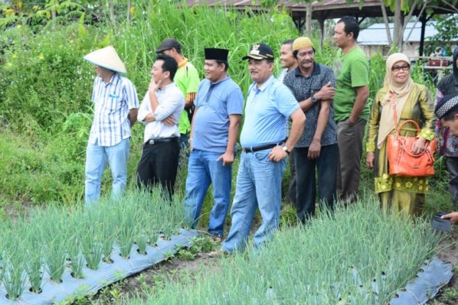 Tanam Bawang 50 Kg Panen 500 Kg