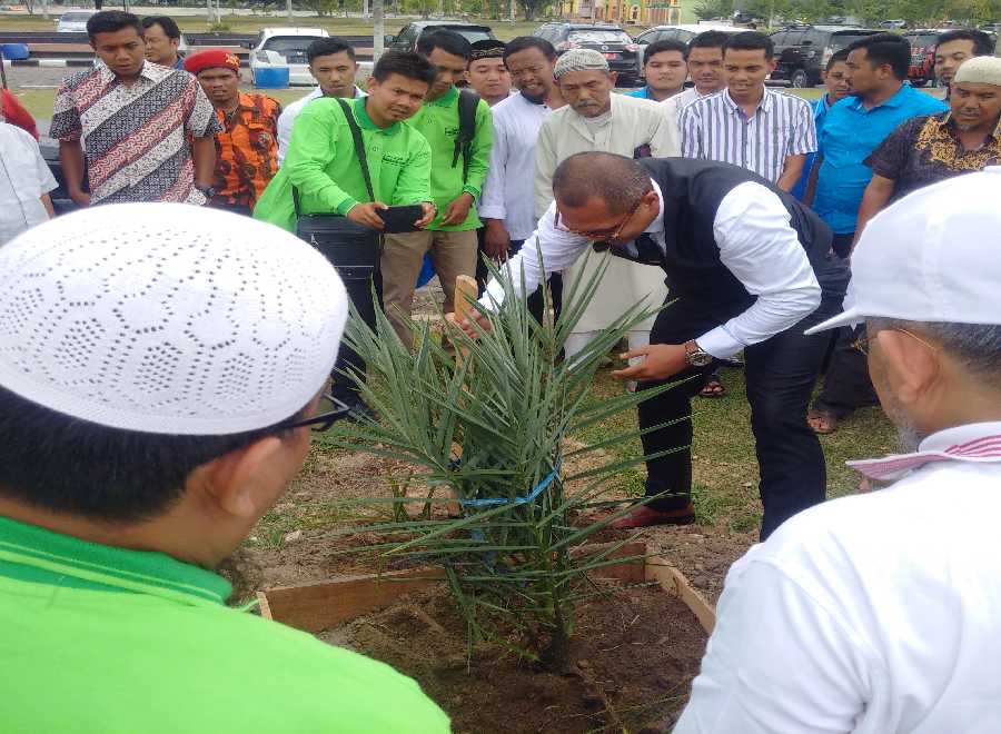 Wow, Satu Pohon Kurma Penghasilannya Sebanding 1 Hektare Sawit