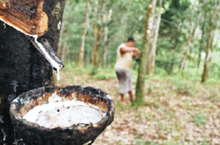Jerit Petani Karet Rohul, 'Kami Mau Makan Apa Lagi, Pemerintah Tutup Mata'