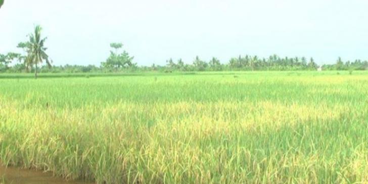 Diserang Hama Tikus, Ratusan Hektare Padi di Baganjawa Pesisir Gagal Panen