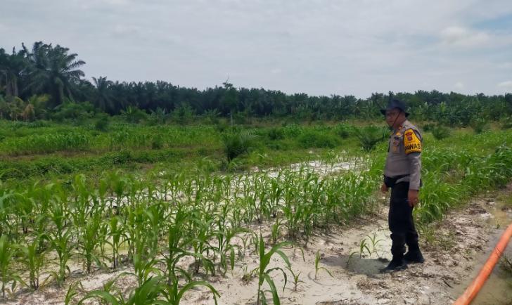 Dari Ladang untuk Negeri! Polsek Kandis Kawal Perjuangan Petani Wujudkan Swasembada Pangan