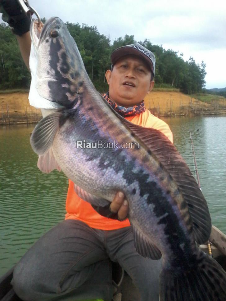Rasakan Sensasi Strike Ikan Toman, si Predator Air Tawar Riau