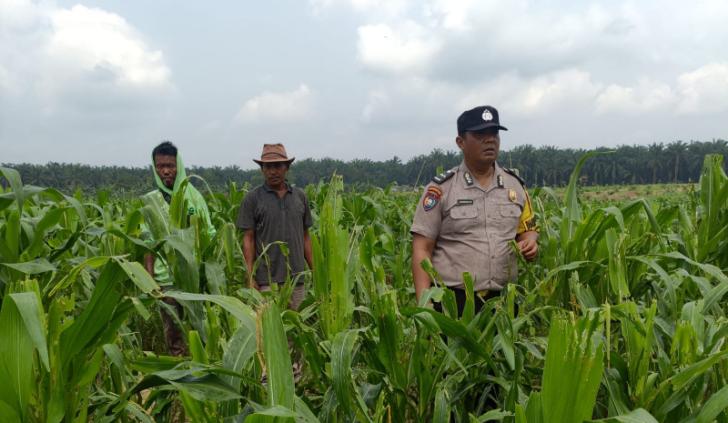 Polisi dan Petani Bergerak Bersama Menjaga Kesuburan Tanaman untuk Ketahanan Pangan