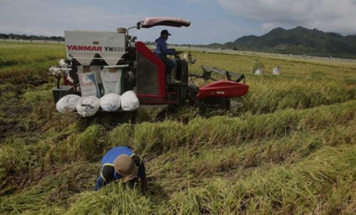 Perkuat Ketahanan Pangan, Produksi Beras Lokal Ditargetkan Naik 30 Persen