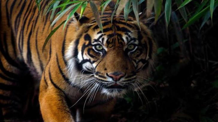 Konflik Harimau dan Manusia Terjadi di Pelalawan, Ternak Jadi Korban