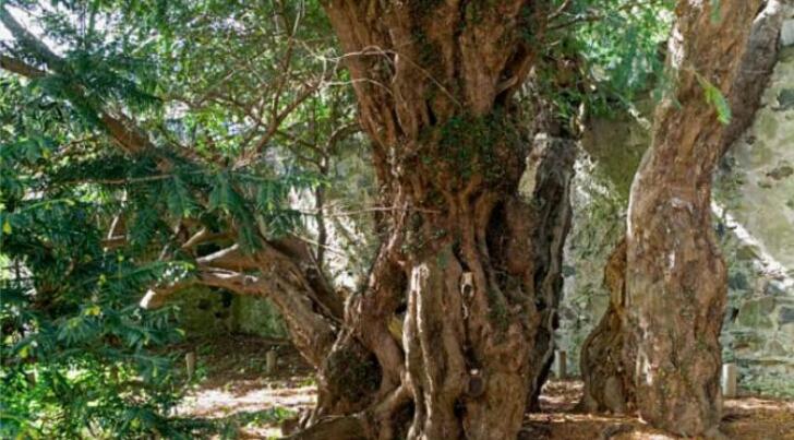 Ajaib, Pohon Berusia 5.000 Tahun Ini Berganti 'Kelamin'