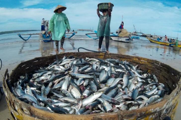 Pasokan Ikan Laut Kosong Akibat Cuaca Ekstrem