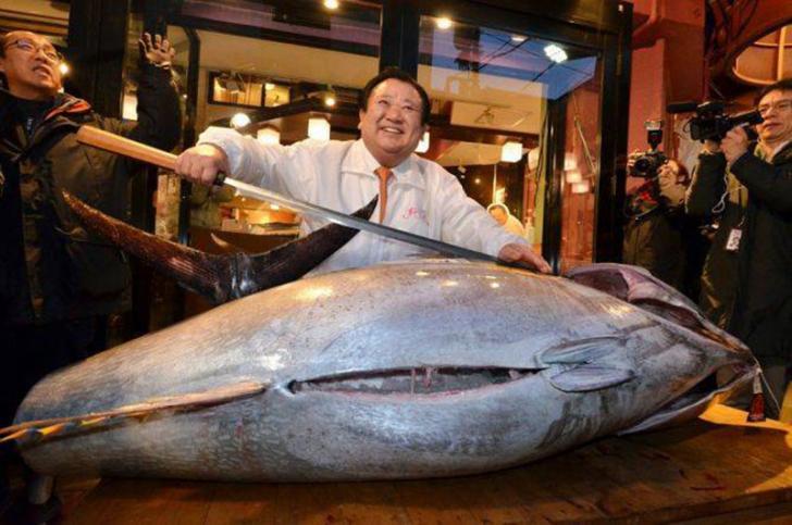Astaga, Harga Ikan Tuna Ini Mencapai Rp8,5 Miliar