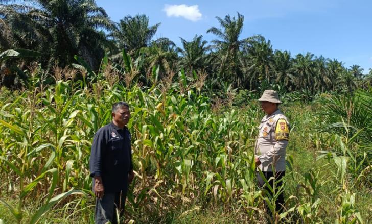 Tinjau Lahan Ketahanan Pangan Jagung, Polsek Kandis Targetkan Hasil Panen yang Maksimal