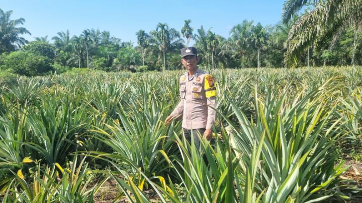 Bhabinkamtibmas Polsek Teluk Meranti Cek Tanaman Nanas Dukung Ketahanan Pangan