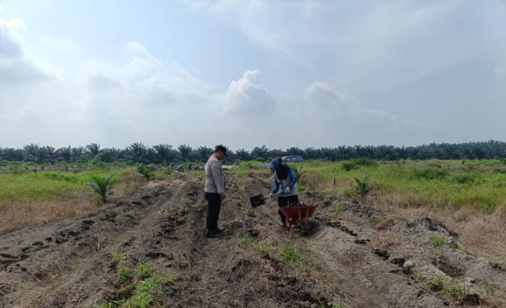 15 Hektare Siap Tanam! Polsek Kandis dan Kelompok Tani Bersinergi Wujudkan Ketahanan Pangan