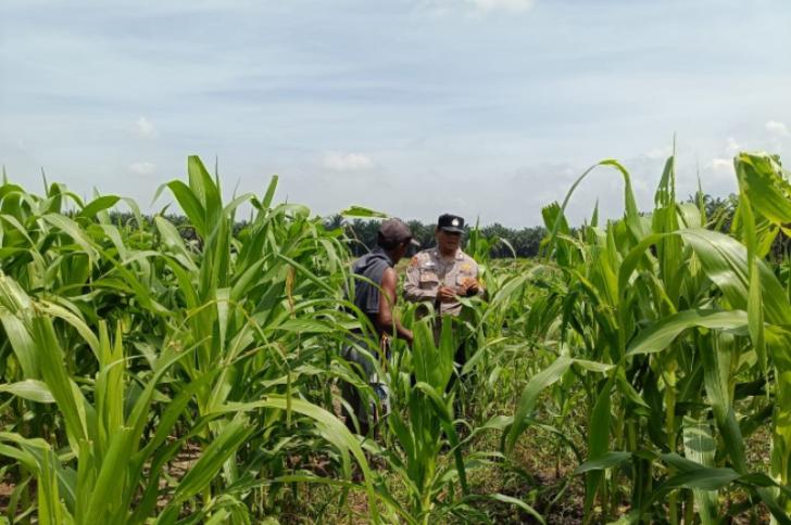 Bergerak Bersama Petani, Polsek Kandis Mengawal Pertumbuhan Jagung sebagai Swasembada Pangan