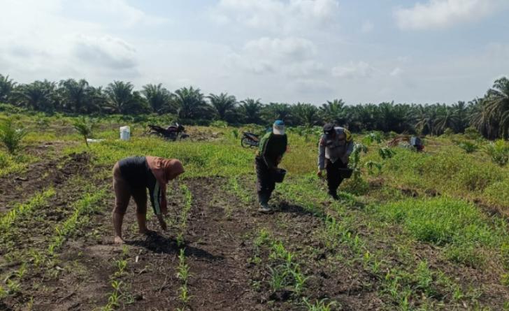 Polsek Kandis Dampingi Pemupukan 15 Hektare Lahan Jagung di Jambai Makmur, Wujud Nyata Ketahanan Pangan