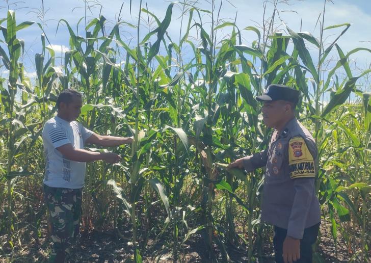 Menuju Panen Raya! Perkembangan Jagung Tumpang Sari di PT KPAK Dipantau Polsek Kandis