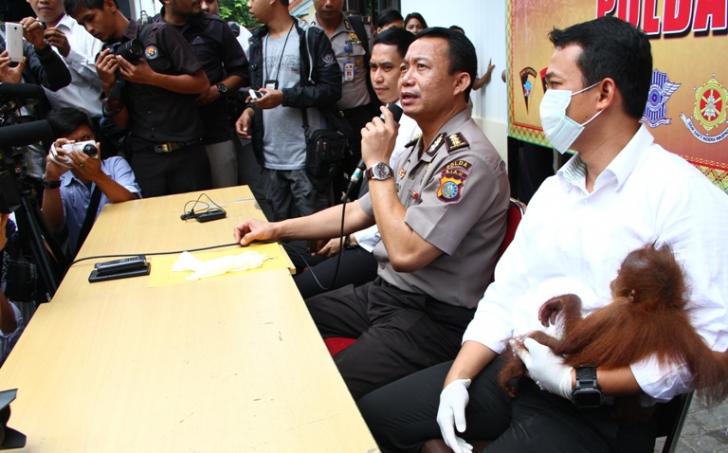 Bayi Orangutan Mendadak Jadi 'Selebritis', Ini Kisahnya