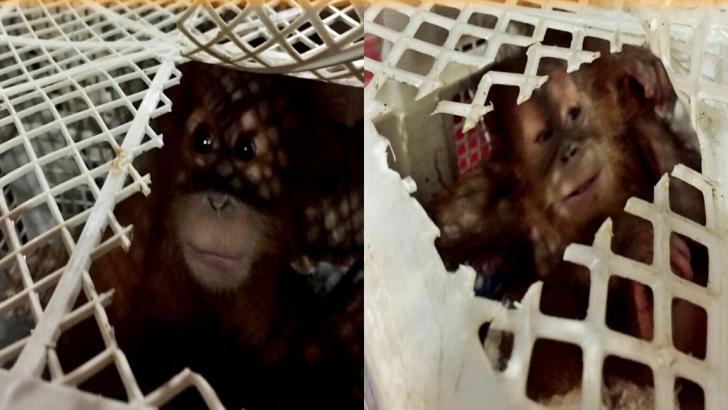 Jika Dijerat UU KSDA, Hukuman 3 Penyelundup Orang Utan Terlalu Ringan