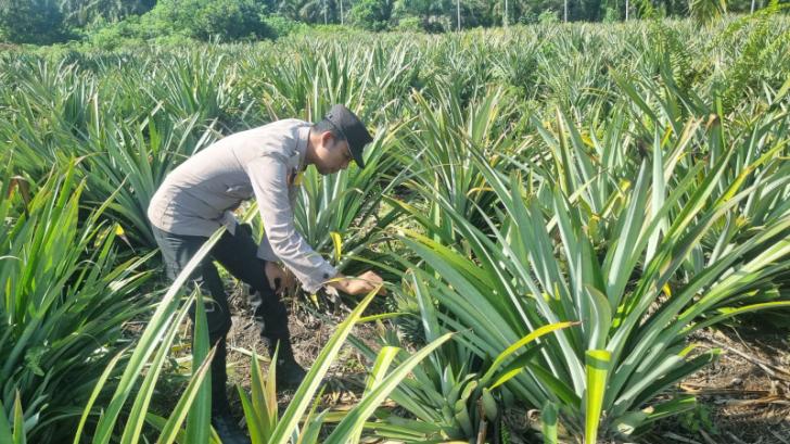 Ketahanan Pangan, Bhabinkamtibmas Polsek Teluk Meranti Tinjau Perkembangan Tanaman Nenas